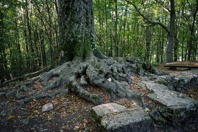 Příběhy Ravenoru IV. - Odkaz temnoty – fotografie 21