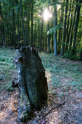 Příběhy Ravenoru IV. - Odkaz temnoty – fotografie 57