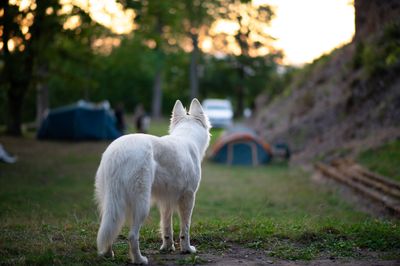 Lammas 2024 – fotografie 110